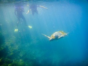 Tagus Cove, Isabella Island, Galapagos 132.jpg